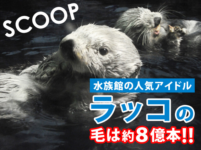 スクープ