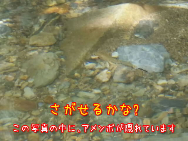 アメンボその2