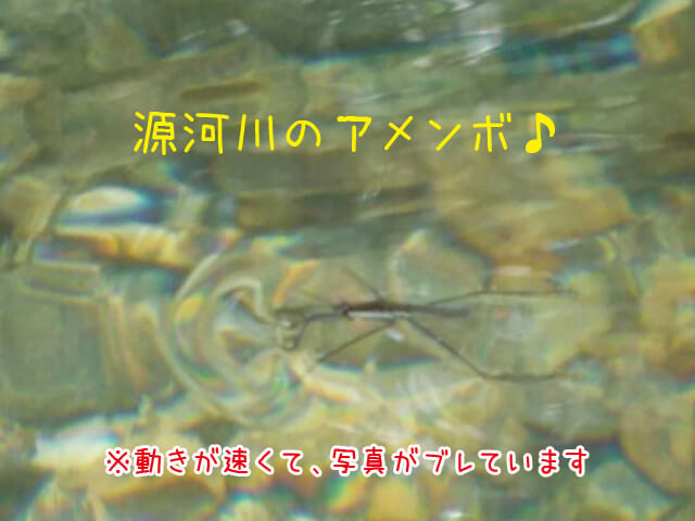 アメンボその3