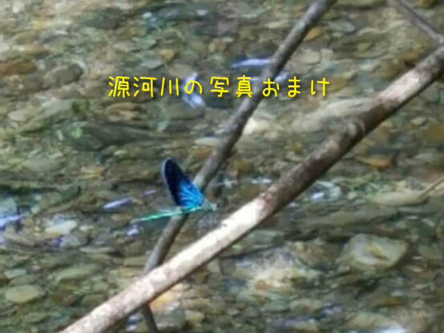 アメンボそ4