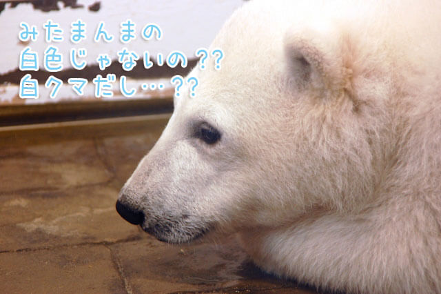 ホッキョクグマその2